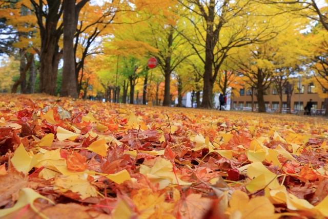 北海道札幌市にある北海道大学のイチョウ並木に落ち葉が落ち秋を感じる写真